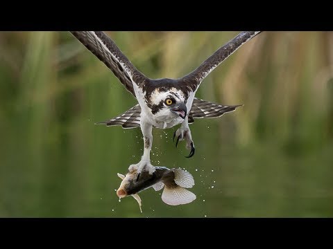 Видео: Nikon Z7, D850 и D500: сравнение и характеристики автофокусировки при съемке птиц в полете в дико...
