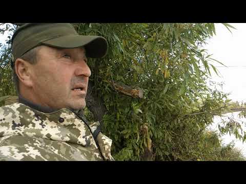 Видео: Рыбалка на р.Чулым. Судак ,налим, лещ удочки в дугу.