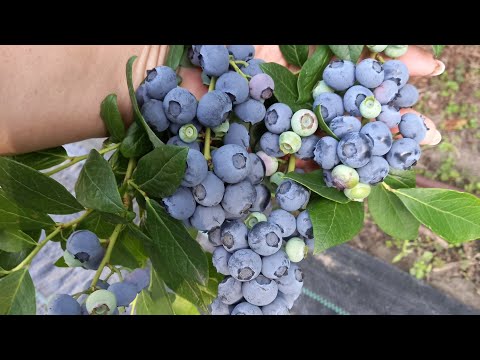 Видео: "Растение в руку". Занимайтесь тем, что у Вас получается и приносит удовольствие!!!