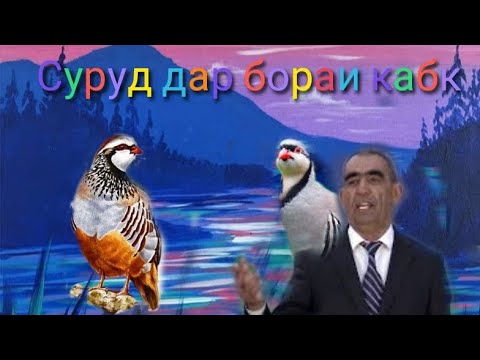 Видео: Амриддин Кабири Ало кабки дари фарёд дори