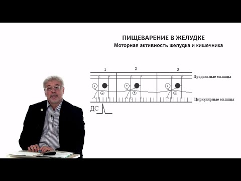 Видео: Евсеев А.В. Нормальная физиология. Лекция №26.Моторная активность желудка. Панкреас. Всасывание.2024