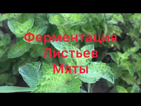 Видео: Ферментированный чай из листьев мяты