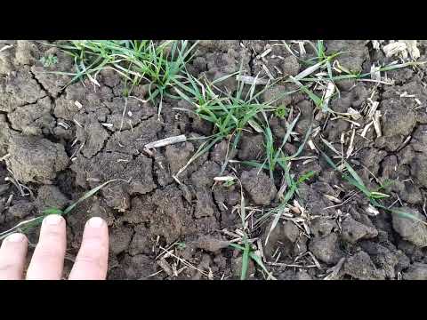 Видео: ПшеницаNo-till,будет без азота.