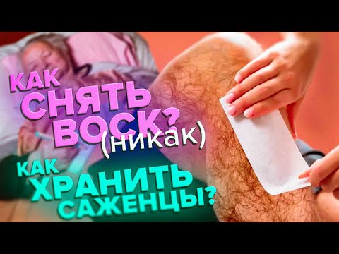 Видео: КАК СНЯТЬ ВОСК С САЖЕНЦА РОЗЫ? ХРАНЕНИЕ САЖЕНЦЕВ РОЗЫ ДО ПОСАДКИ В ГРУНТ