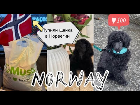 Видео: Завели щенка в Норвегии 🇳🇴 Карликовый пудель