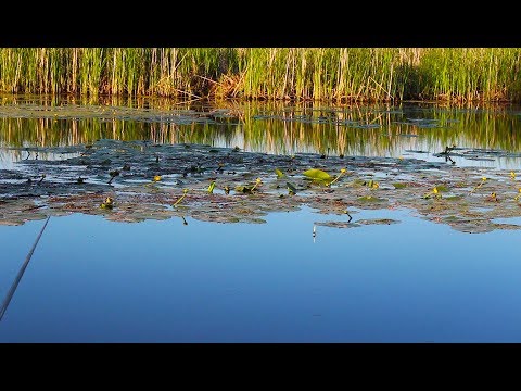 Видео: Рыбалка на карася в кувшинках. Рыбалка на поплавок. Душевная вышла рыбалка!