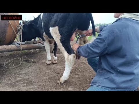 Видео: Кастрирую бычков