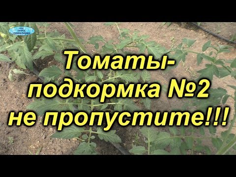 Видео: Томаты-чем подкормить? Вторая важная подкормка.