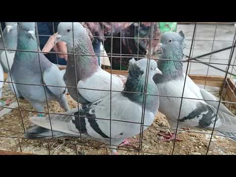 Видео: 26.10.2025г ст.Бронницы Короткий Обзор.