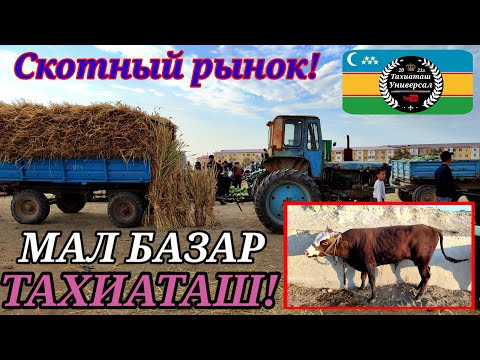 Видео: МАЛ БАЗАР🐄 СКОТНЫЙ РЫНОК 22.09.24ж.#тахиаташ#каракалпакистан#бахалары#цены#коровы#быки#телята#корм