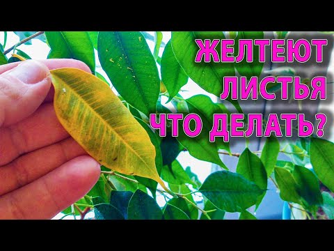 Видео: ЖЕЛТЕЮТ ЛИСТЬЯ НА ФИКУСЕ БЕНДЖАМИНА И КОМНАТНЫХ РАСТЕНИЯХ ПОЧЕМУ И КАК ПОМОЧЬ?