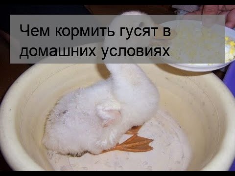 Видео: Чем кормить гусят в домашних условиях