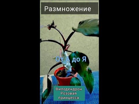 Видео: Размножение Филодендрона Розовая принцесса. Жалею, что раньше не знала.