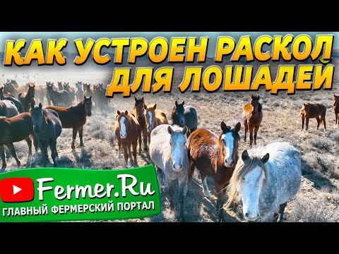 Видео: Бауржан Оспанов. Коневодство: секреты бизнеса и технологии. Раскол для лошадей. Перегон лошадей