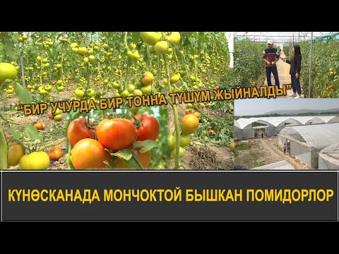 Видео: “СУЗАК, ЖАЛАЛ-АБАДГА САТЫККА ЧЫКТЫ” –ТҮШҮМҮ МОЛ ПОМИДОР БИЗНЕСИ
