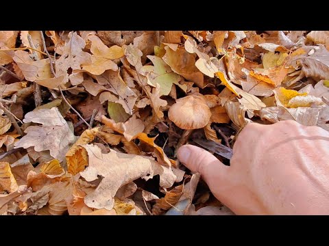 Видео: Пішов по підосичники, а побачив - опеньки.