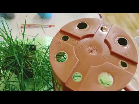 Видео: АГРОСТИС🪴бамбук ампельный требует частого полива.