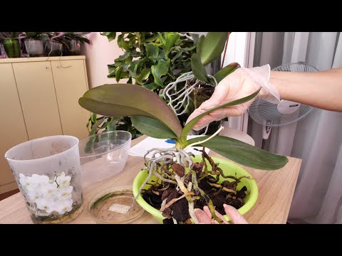 Видео: СНИМАЮ орхидею с ПНЯ. АККУРАТНО, но РЕШИТЕЛЬНО.