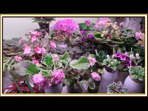 Видео: Новости с подоконника ОКТЯБРЬ 2025