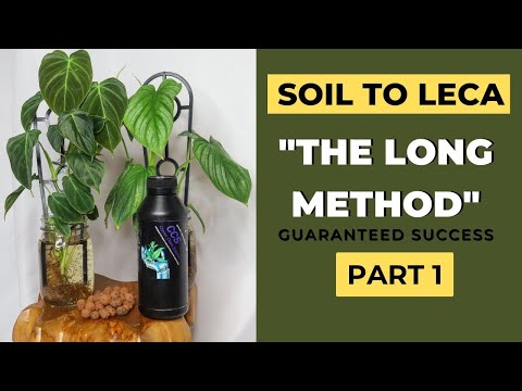 Видео: ДЛИТЕЛЬНЫЙ МЕТОД: УСПЕШНЫЙ ПЕРЕМЕЩЕНИЕ РАСТЕНИЙ В ЛЕКА, Ч. 1