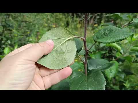 Видео: Селекция яблони. Отбор перспективных сеянцев. 1 часть