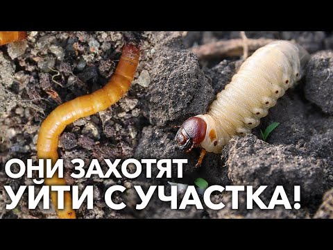 Видео: КАК ИЗБАВИТЬСЯ ОТ ПРОВОЛОЧНИКА И ЛИЧИНОК ХРУЩА В ПОЧВЕ?!