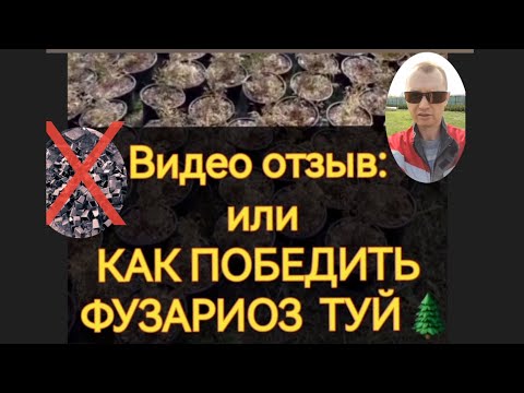 Видео: Фузариоз туй, чем лечить. Отзыв о зарубежной закупке саженцев туй.