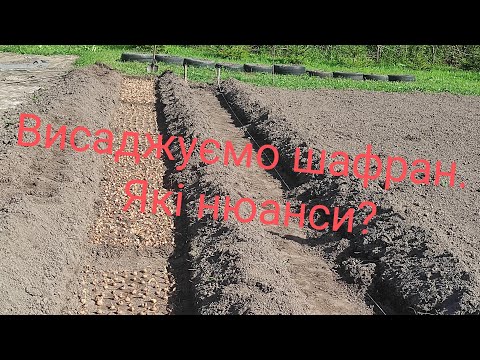 Видео: Висаджуємо шафран.Які нюанси?