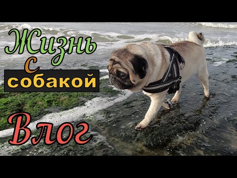 Видео: Жизнь с СОБАКОЙ, как она есть !!! Мопс.