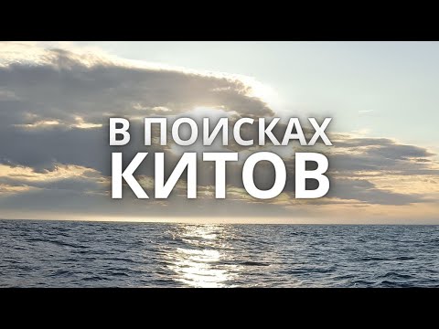 Видео: 04.06.2024 Киты, Баренцево море