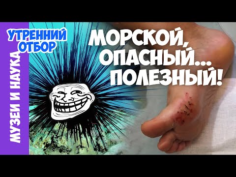 Видео: Морской ёж. Игорь Фадеев