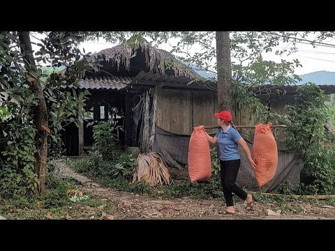 Видео: Сбор диких грейпфрутов на продажу, привоз удобрение для выращивания овощей | @daianfarm