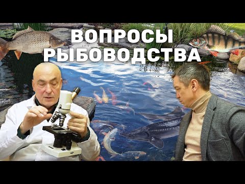 Видео: Ихтиопатолог про выращивание рыб в прудах  Разведение Ерша, Осетра, Окуня  Болезни рыб, рыбоводство