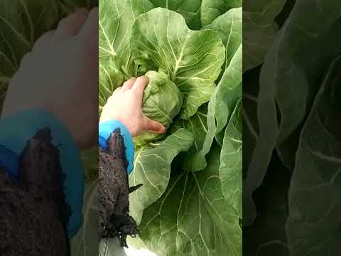 Видео: Капуста Пандион и Рапидион!