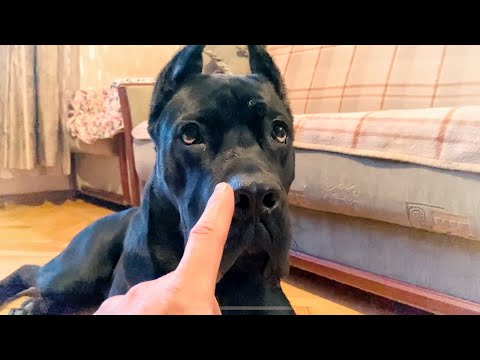 Видео: Пищевая агрессия у кане корсо. Как приняла Джина Тайвора дома. Социализация, воспитание щенка