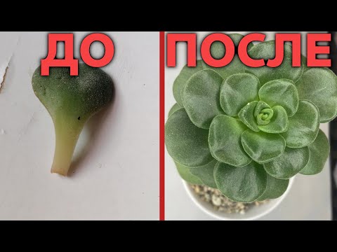 Видео: как ПРАВИЛЬНО размножать СУККУЛЕНТЫ листиком