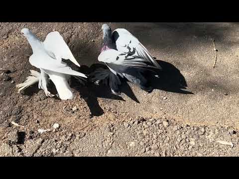 Видео: Отправка голубей 🕊️#pigeon