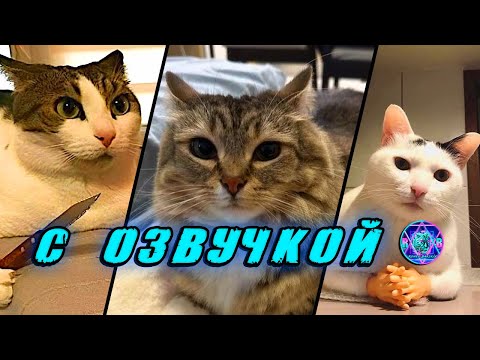 Видео: Приколы с котами! 😂 С ОЗВУЧКОЙ! 🔥 Самые смешные животные! 😎 Смешные коты! 😱 ПОПРОБУЙ НЕ ЗАСМЕЯТЬСЯ!
