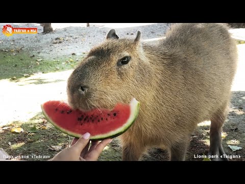 Видео: Вкусный арбуз для милого Капитошки. Капибара. Тайган. Life capybara Kapitoshka in Taigan