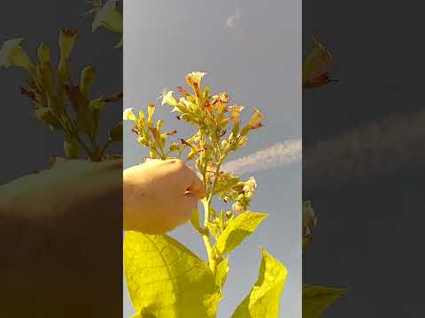 Видео: Обзор по семенам 25года. Поговорим о мутировании сортов 27/09/25🤠✊✊✊🤝💪