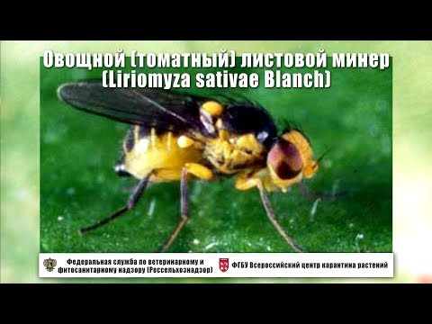 Видео: Овощной (томатный) листовой минер (Liriomyza sativae Blanch)