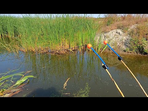 Видео: И снова мы с РЫБОЙ!!! Рыбалка на экраны-телевизоры.