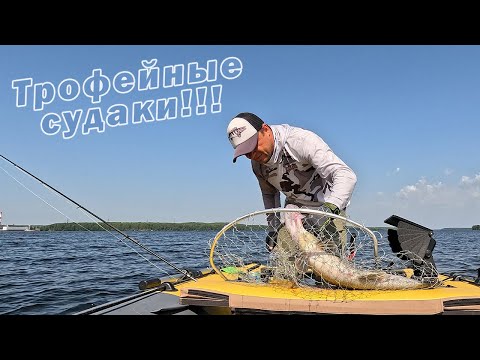 Видео: НУЖНО УМЕТЬ ИХ ИСКАТЬ!!! КАК ПОДОЙТИ К ТРОФЕЙНОЙ РЫБЕ? Рыбалка с Panoptix LiveScope System!!!