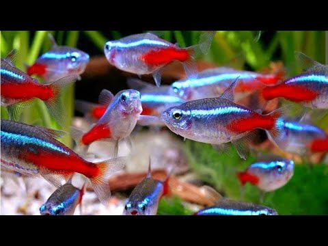 Видео: РАЙ АКВАРИУМИСТА. #аквариумистика #аквариум #аквариумныерыбки