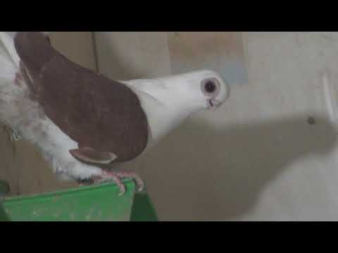 Видео: Наши племенные турмана