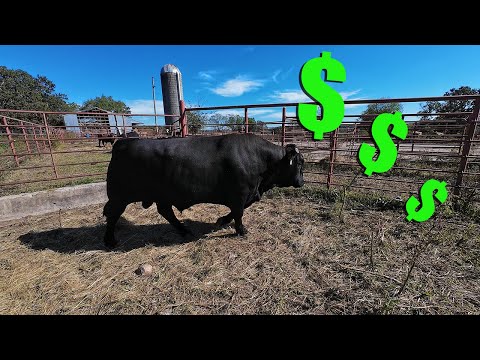 Видео: БОЛЬШОЙ Бык стоит БОЛЬШИХ денег!