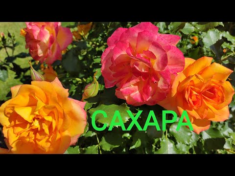 Видео: РОЗА САХАРА ( Sahara) долго держит цветок, цветет постоянно.