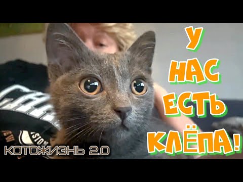 Видео: Конец октября, последние этапы стройки, коровки едят тыкву, новый подкидыш Клёпа!