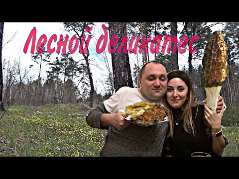 Видео: Грибы сморчки конические. Ищем и готовим.
