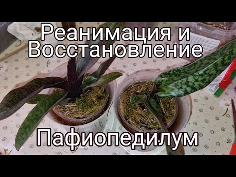 Видео: Жуть в Коробке – 2 | ПОСАДКА ОРХИДЕЙ  на РЕАНИМАЦИЯ | Paph. Black Jack | Paph. Schwarze Madonna